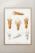 Vintage Wall Art - Squid Varieties Scientific Illustration